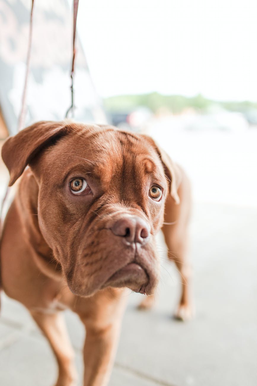 Are You a Dog Returning to Your Own Vomit?