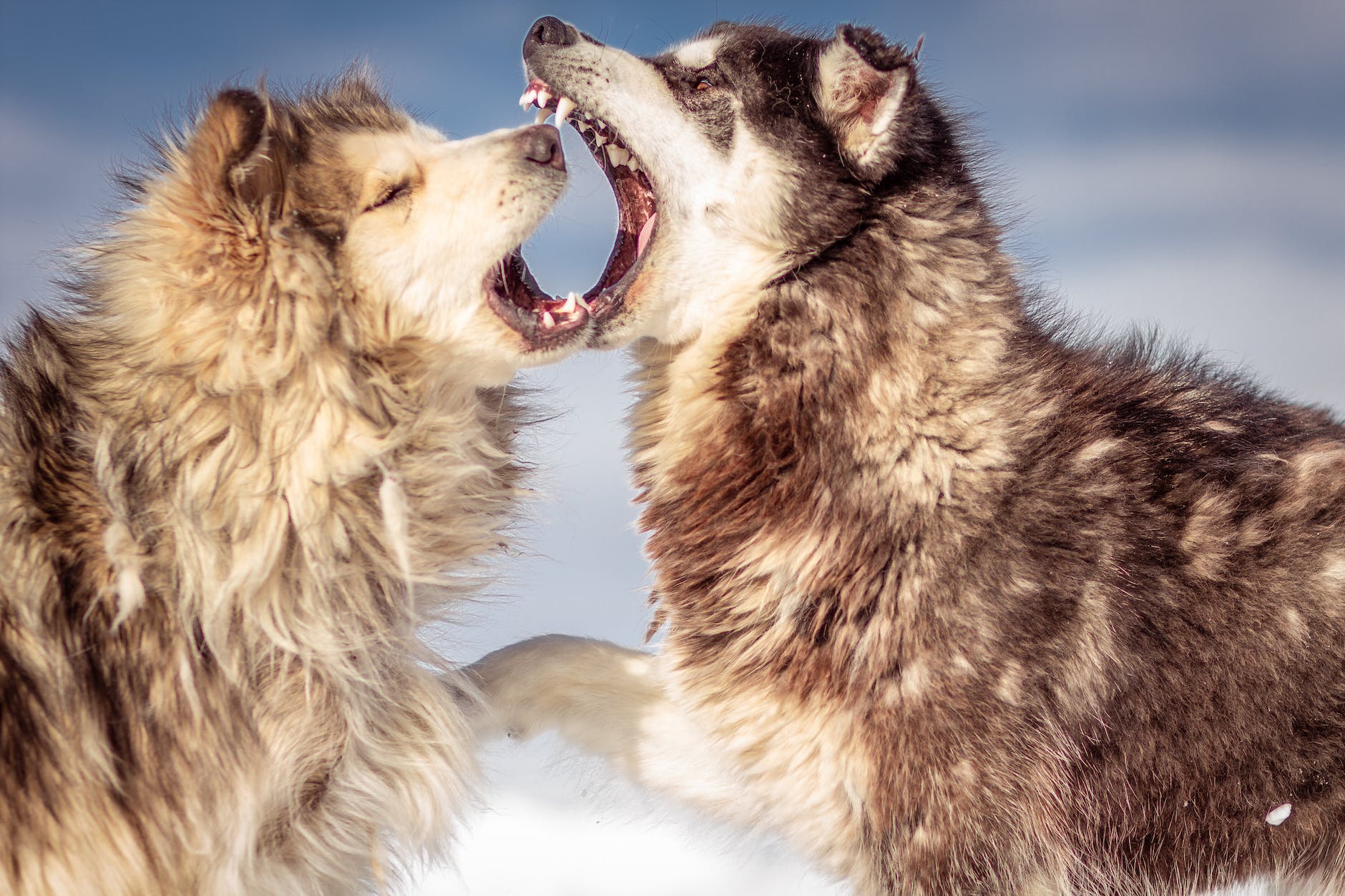 Navigating a World with Wolves in Sheeps Clothingย